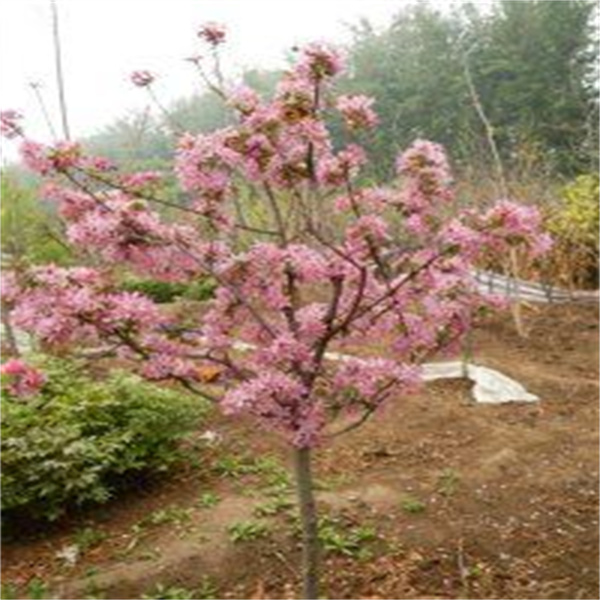 紅(hóng)寶石海(hǎi)棠