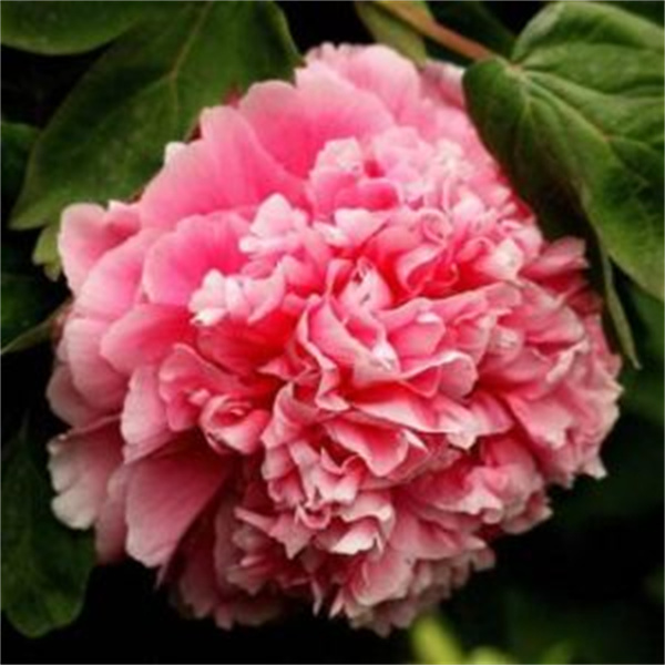 盛丹爐牡丹花(huā)