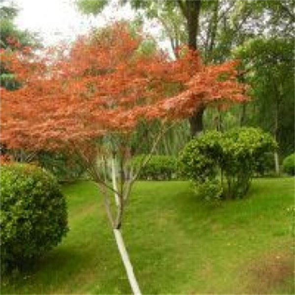 中國(guó)紅(hóng)楓（3———18）公分(fēn)