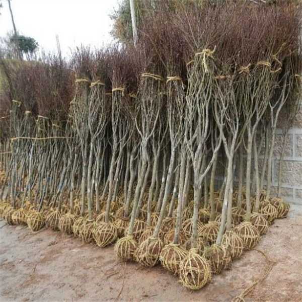 紅(hóng)楓 羽毛楓