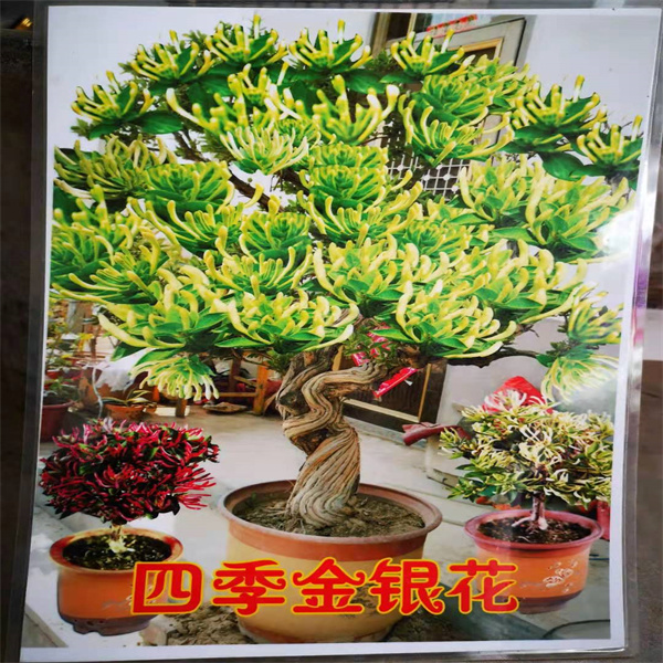 四季金(jīn)銀(yín)花(huā)