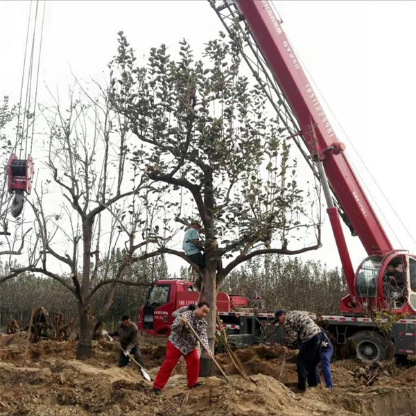 果樹(shù)出售現(xiàn)場(chǎng)